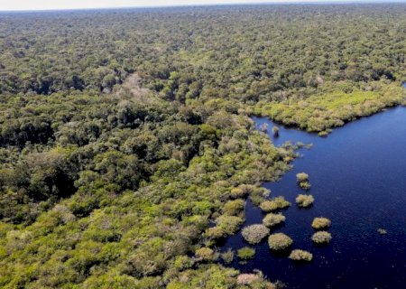Amazônia e Cerrado registram queda de 11% no desmatamento