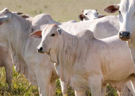 Abate precoce dobra produtividade e amplia margem do pecuarista em MS
