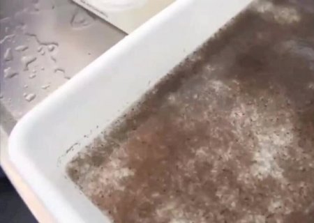 Cientistas criam fungo com aroma floral que elimina mosquitos da dengue e zika