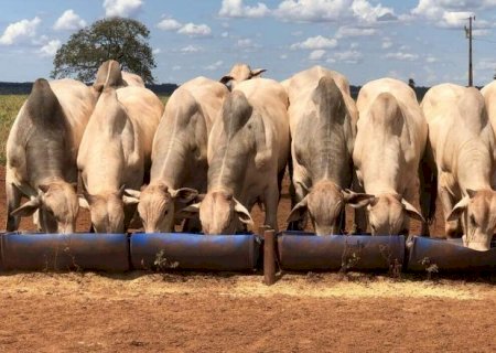 Agro de MS ocupa 7&ordm; lugar nacional com produ&ccedil;&atilde;o de R$ 79,2 bilh&otilde;es