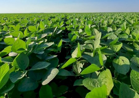 Plantio da soja em MS &eacute; finalizado e cobre 4,7 milh&otilde;es de hectares