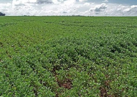 Clima muda cen&aacute;rio e regi&otilde;es de MS enfrentam pragas distintas na soja