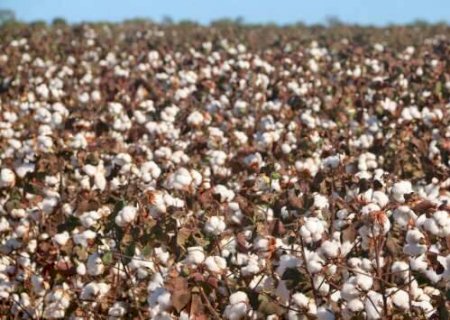 Safra do Pa&iacute;s deve cair em 2026, e MS perde &aacute;rea enquanto mant&eacute;m peso nacional