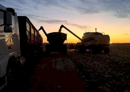 Colheita do milho chega a 63,9% em MS, mas ritmo est&aacute; abaixo do ano passado