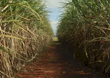 Safra de cana-de-açúcar deve crescer 4,7% em relação ao ano de 2025